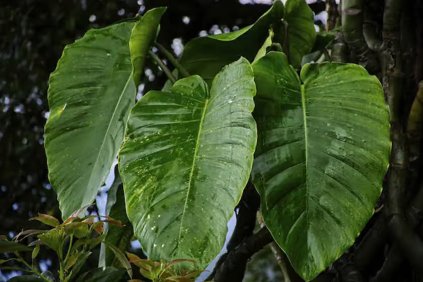 Big green leaves on the tree in Doi Pui located in Chiang Mai of Thailand